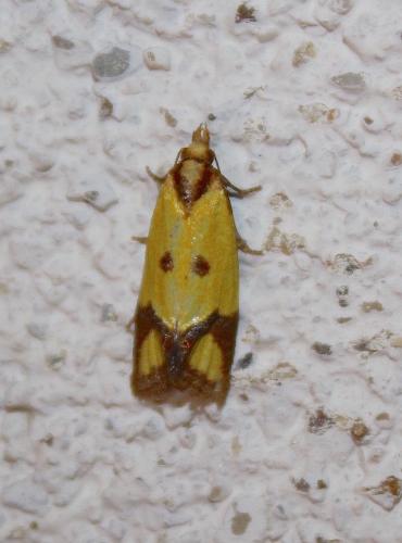 Agapeta zoegana
